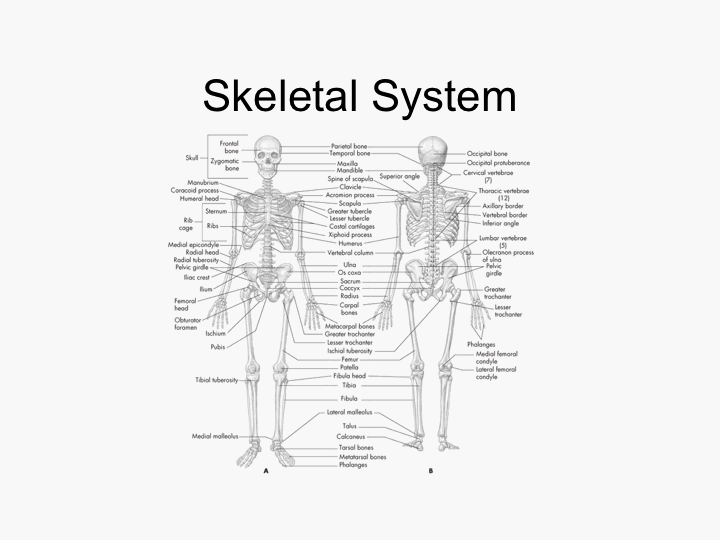 Skeletal System Ppt 8178