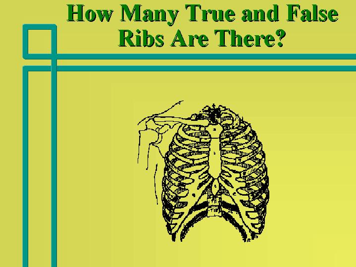 pin-by-saju-on-fgdfgfdfgd-human-ribs-ribs-anatomy-thoracic-cavity