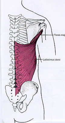 Latissimus Dorsi Drawing - Human Anatomy