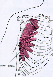 Serratus Anterior